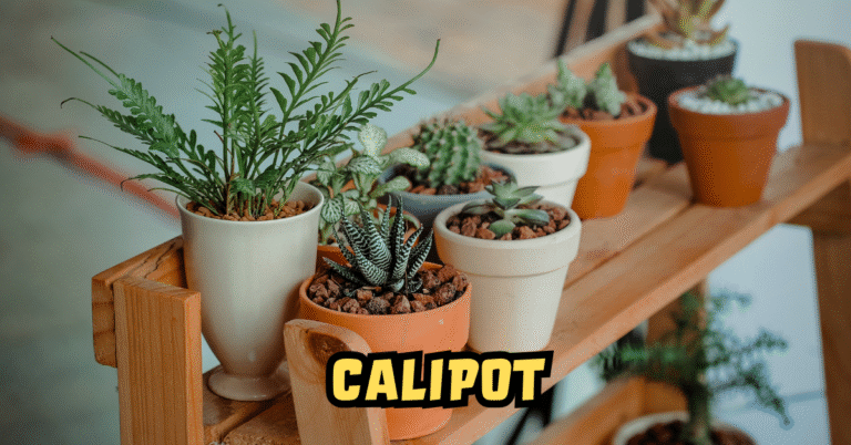 Calipot