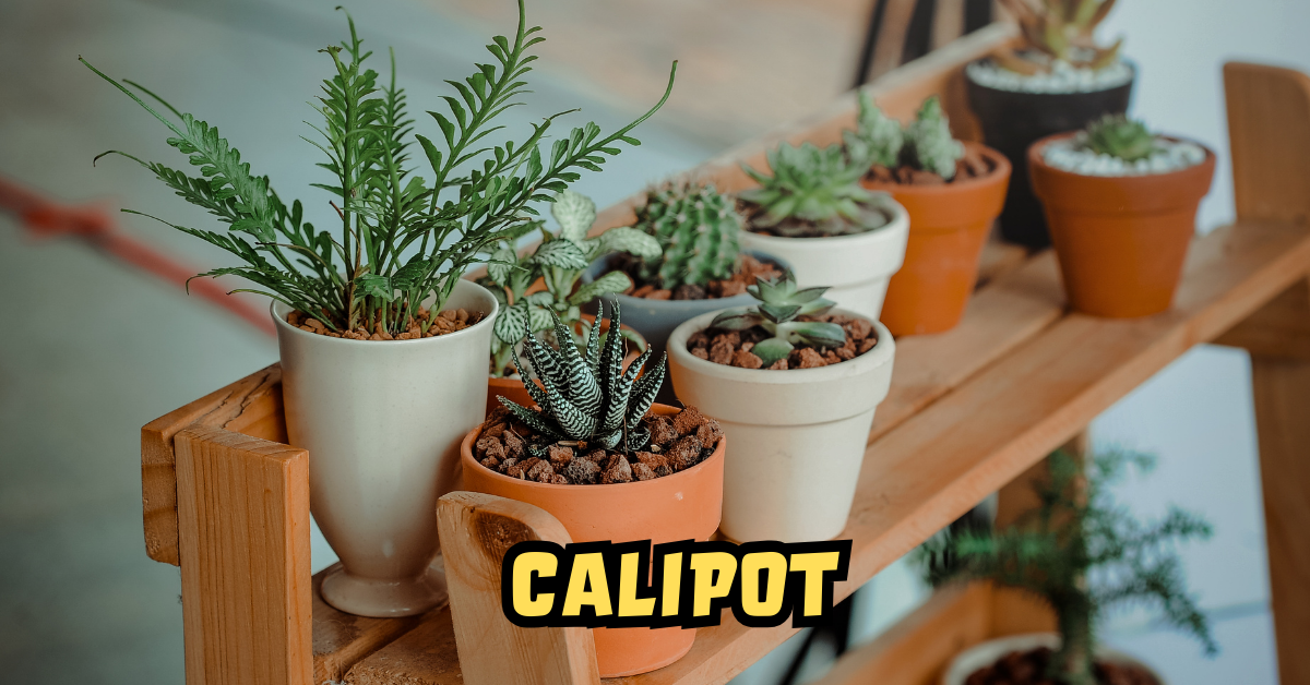 Calipot
