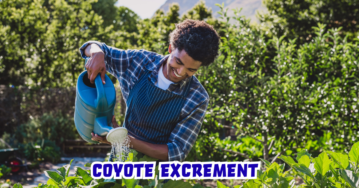 Coyote Excrement