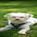 Morkie
