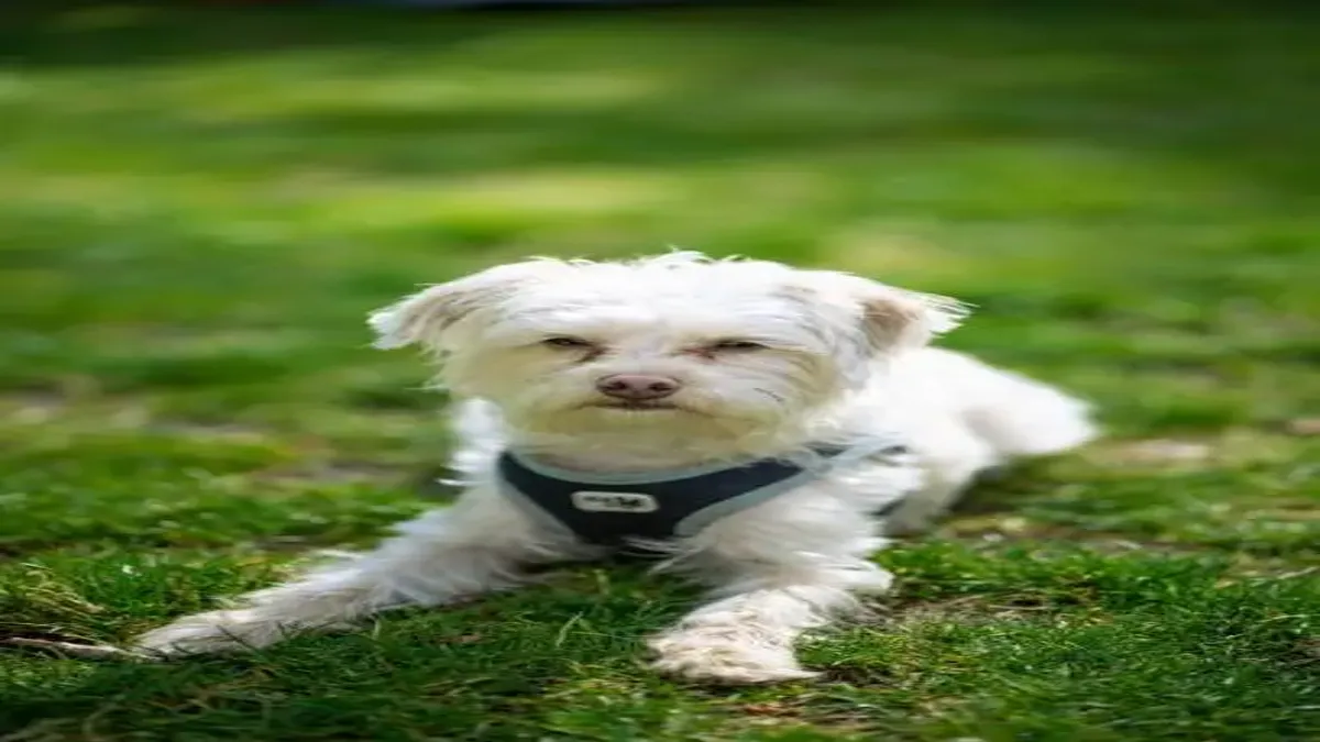 Morkie