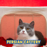 Persian Cattery