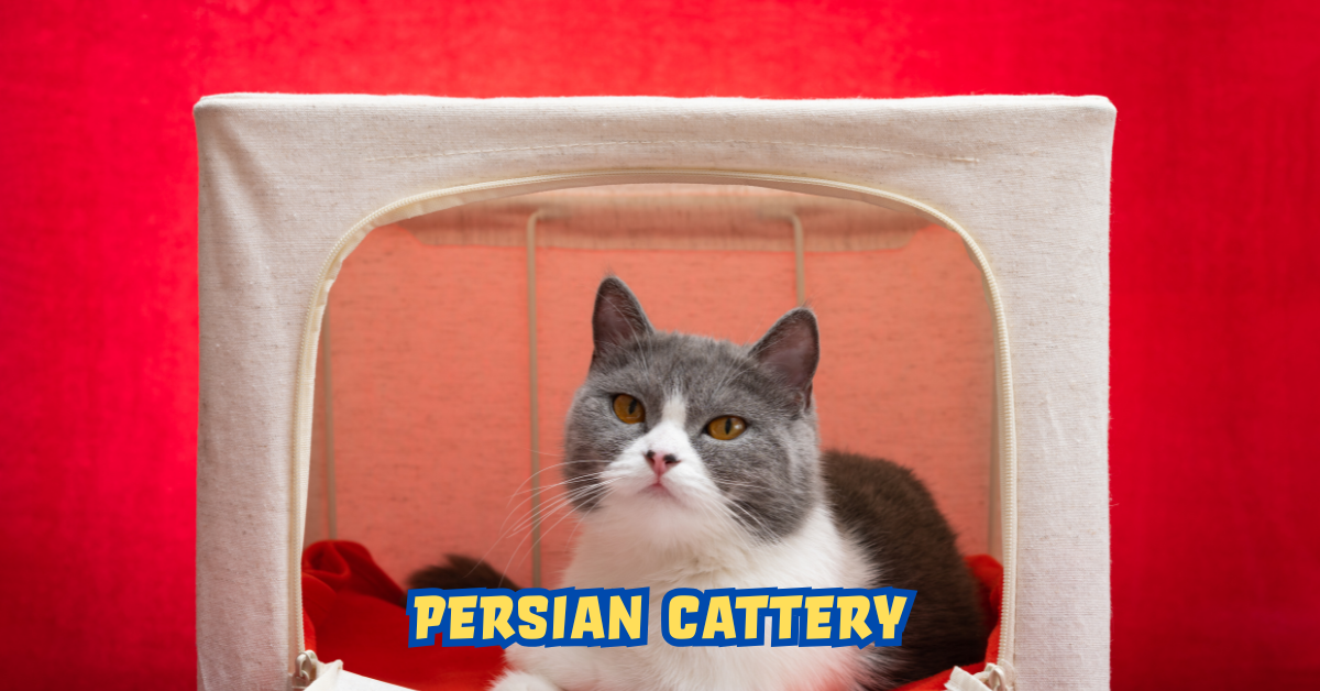 Persian Cattery