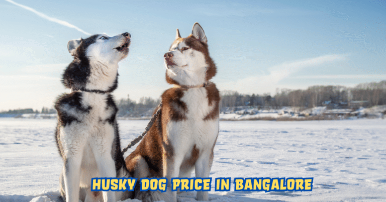 Husky Dog Price Bangalore