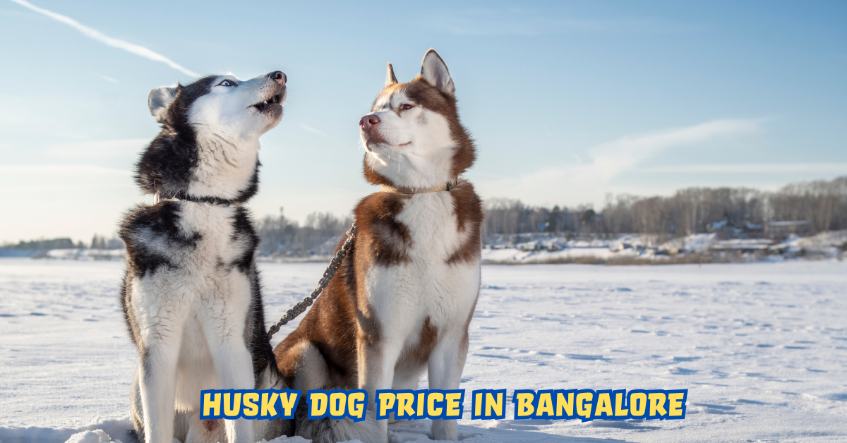 Husky Dog Price Bangalore