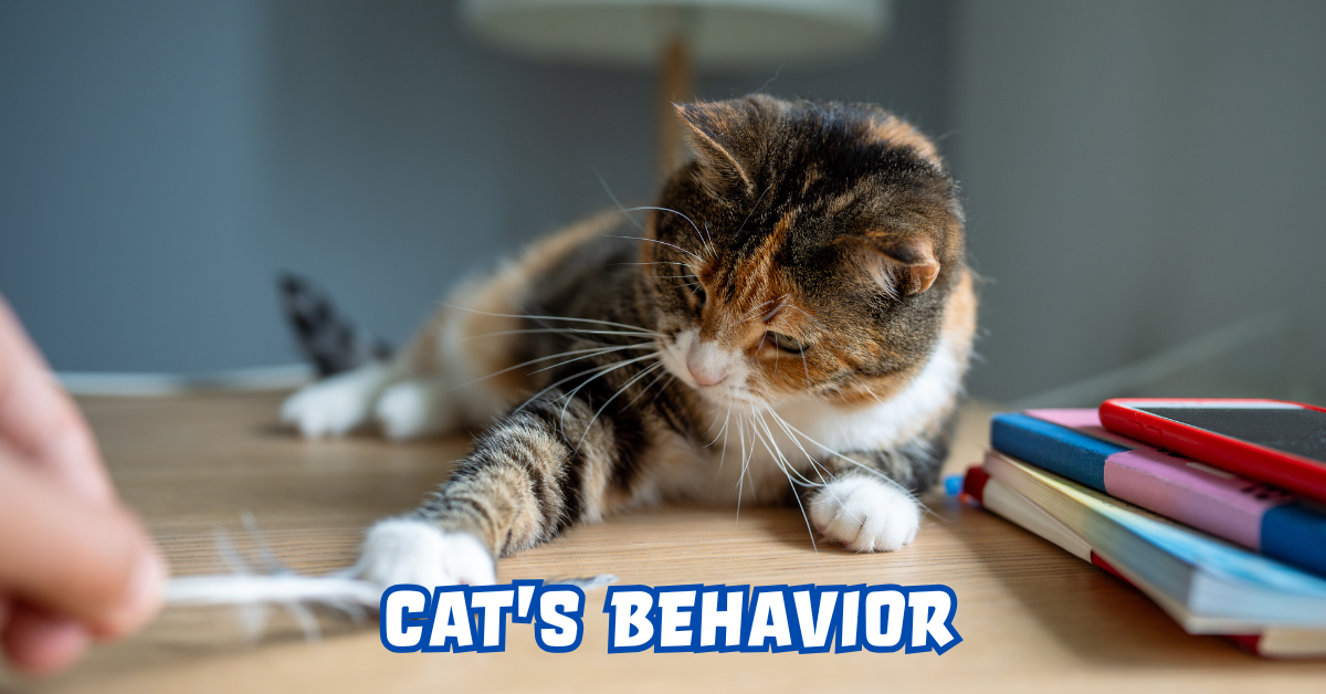 cat’s Behavior