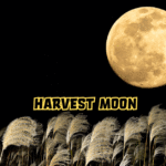 Harvest Moon