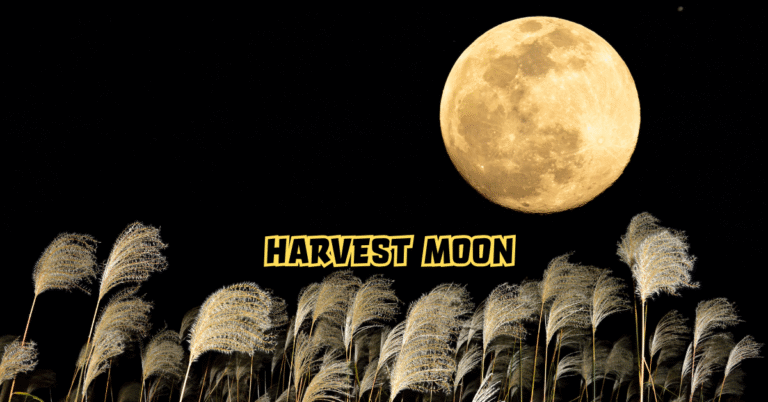 Harvest Moon