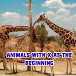 animals with x at the beginning