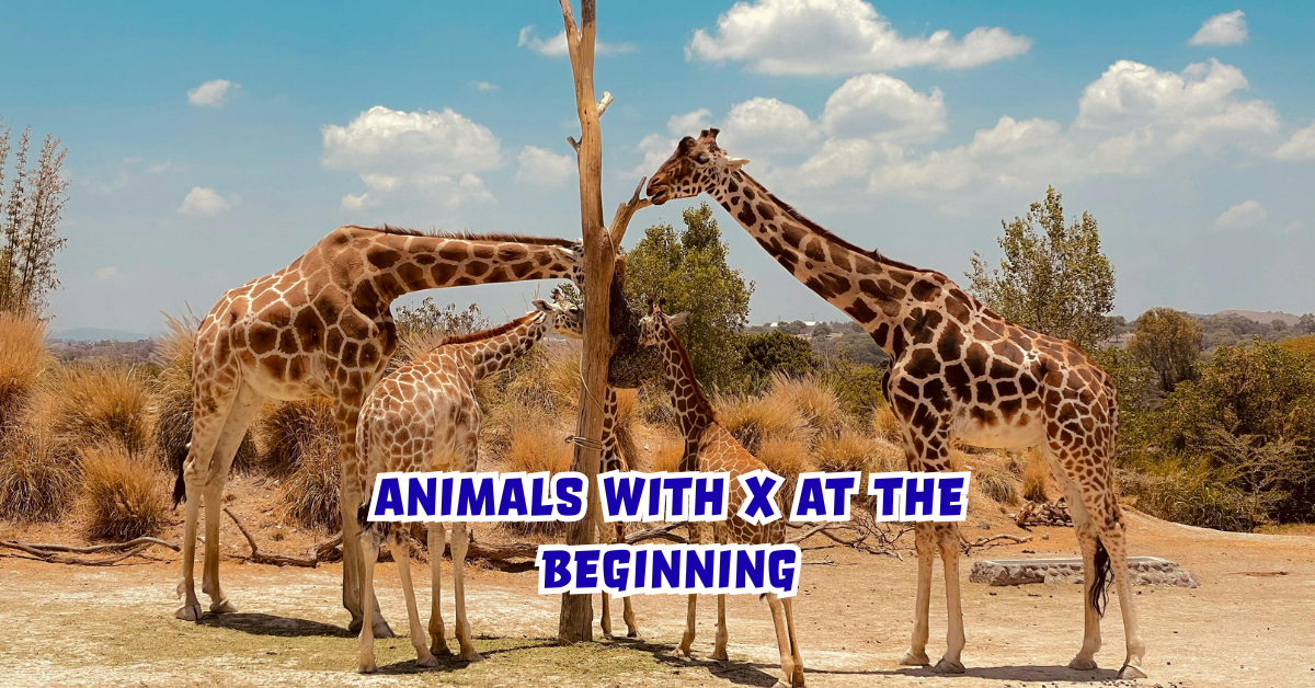animals with x at the beginning