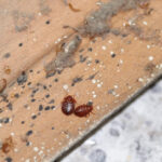 Where Do Chinches Come From