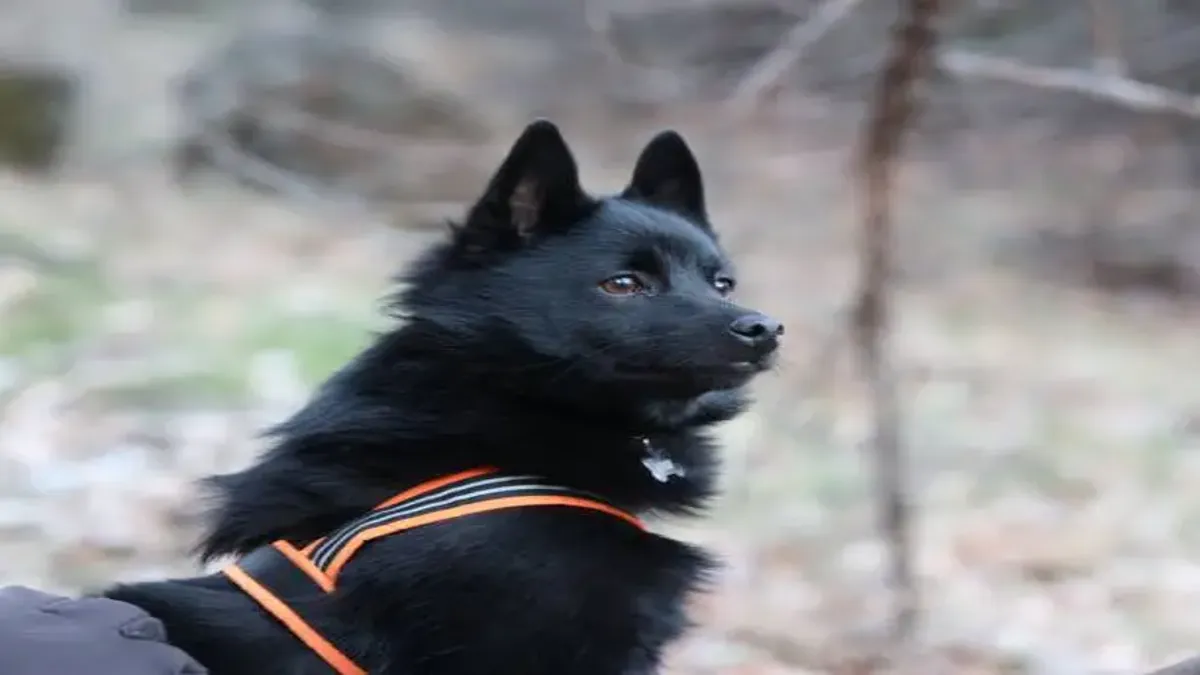 Schipperke