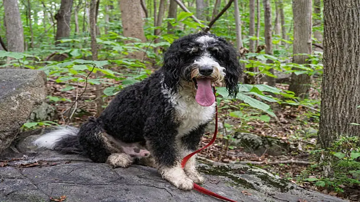 Bernedoodle