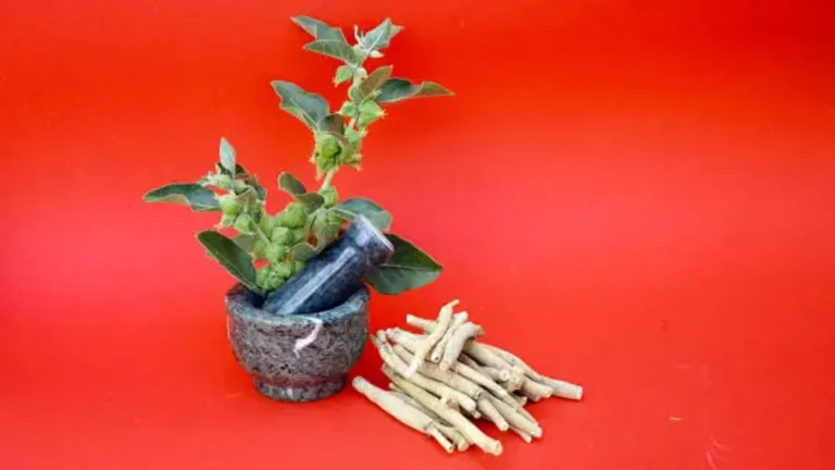 Ashwagandha para que sirve