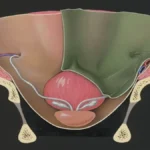 Xiphoid Process