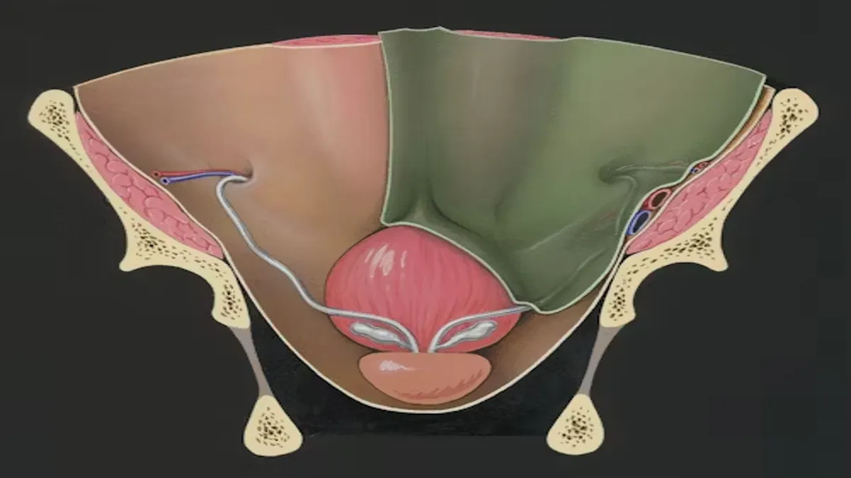 Xiphoid Process