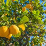 lemon-tree-lemon