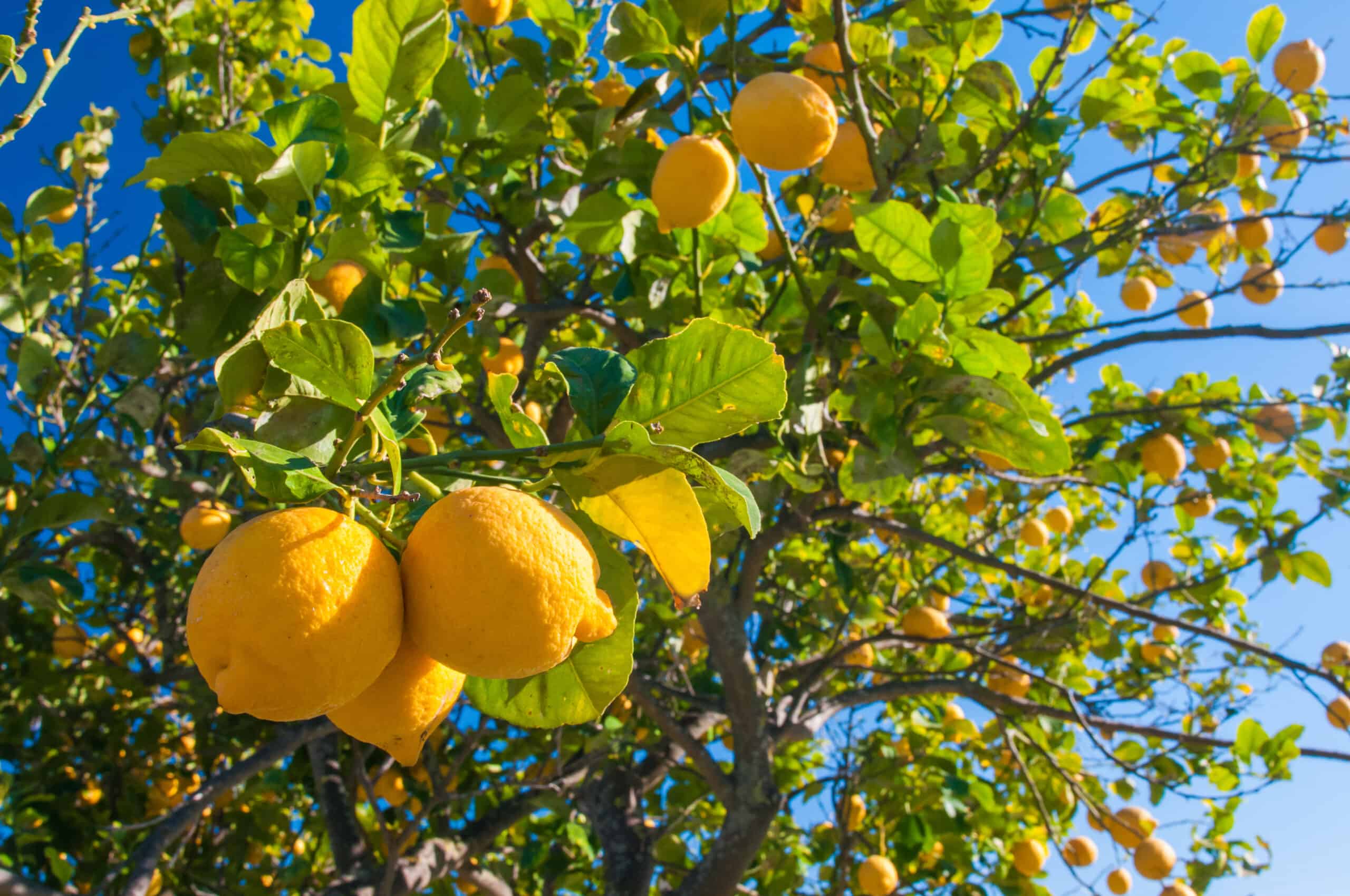 lemon-tree-lemon