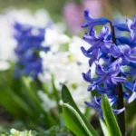 Jacinthe Hyacinthus orientalis
