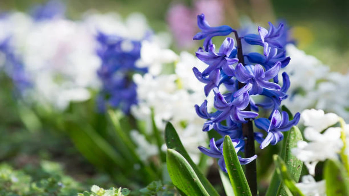 Jacinthe Hyacinthus orientalis