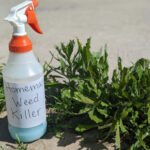Homemade Weed Killer Recipes