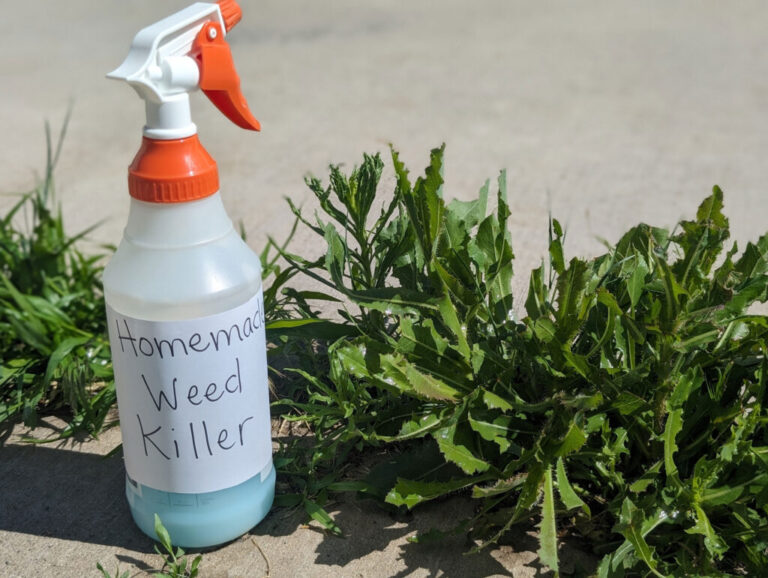 Homemade Weed Killer Recipes