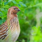 Coturnix Quail