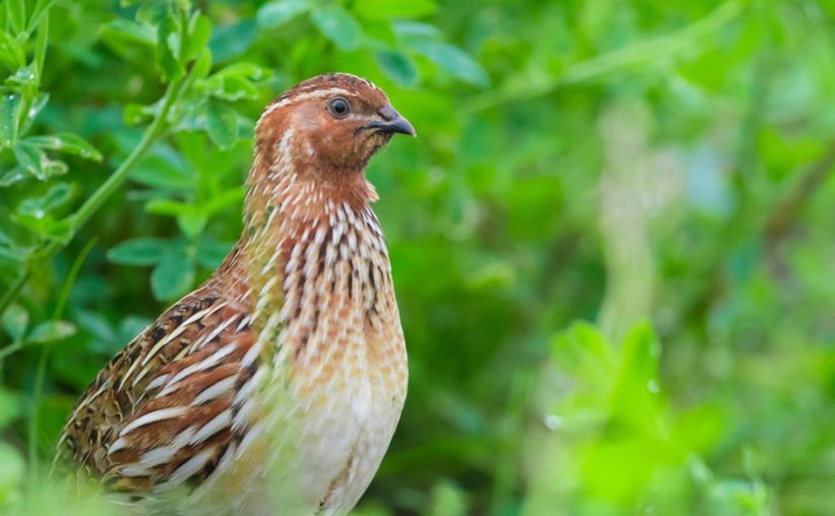 Coturnix Quail